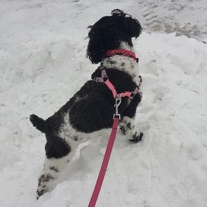 Meet your Posher, Barbra